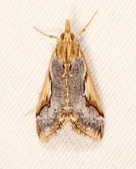 Loxostege albiceralis