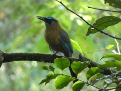 Momotus lessonii