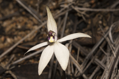 Caladenia saccharata