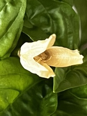 Calochortus macrocarpus