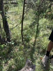 Thamnophis elegans vagrans