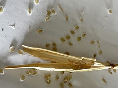 Calochortus macrocarpus