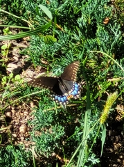 Papilio polyxenes