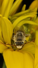 Melissodes trinodis