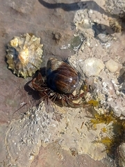 Pagurus bernhardus