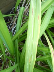 Ophiomyia kwansonis