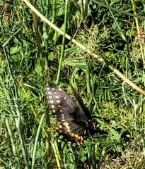 Papilio polyxenes