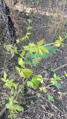Sanicula canadensis