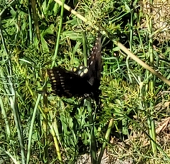 Papilio polyxenes