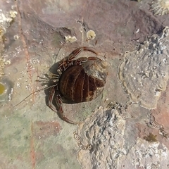 Pagurus bernhardus