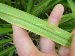Ophiomyia kwansonis