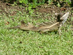 Basiliscus basiliscus