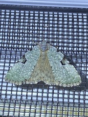 Leuconycta diphteroides