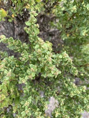 Baccharis pilularis consanguinea