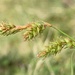 Carex laevicaulis - Photo (c) Hanno Schaefer, some rights reserved (CC BY-NC), uploaded by Hanno Schaefer