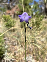 Campanula rotundifolia