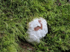 Reticularia lycoperdon