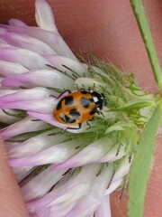 Hippodamia parenthesis