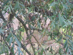 Vireo gilvus