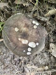 Russula cyanoxantha