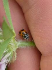 Hippodamia parenthesis