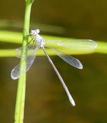 Lestes vigilax