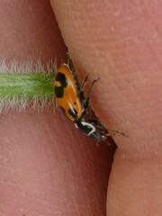 Hippodamia parenthesis