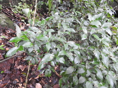 Psychotria pullei