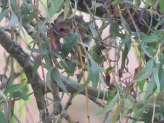 Vireo gilvus