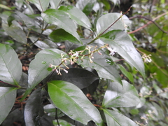 Psychotria pullei