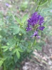 Medicago