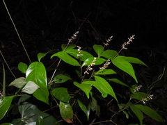 Psychotria pullei