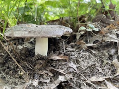 Russula cyanoxantha