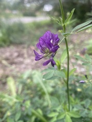 Medicago