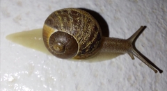 Cornu aspersum