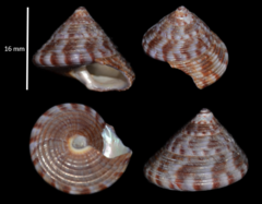 Calliostoma zizyphinum