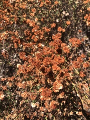 Eriogonum