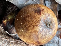 Amphibolips