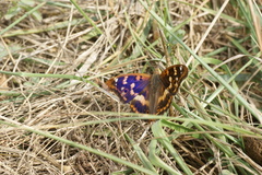 Apatura ilia
