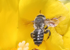 Lithurgopsis gibbosa