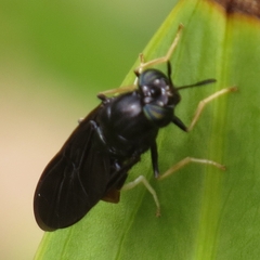 Hermetia relicta