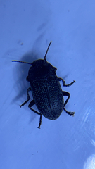 Asiopus minimus