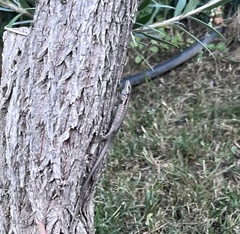 Phoenicolacerta laevis