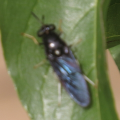 Hermetia relicta