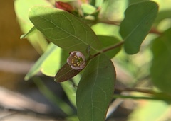 Hypericum fraseri