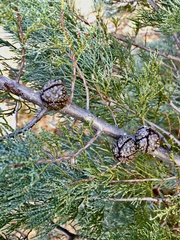 Callitris verrucosa