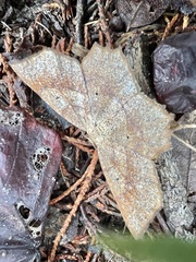 Psamatodes abydata