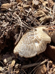 Neolentinus ponderosus