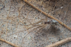 Spermophorides mediterranea