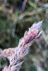Pantilius tunicatus